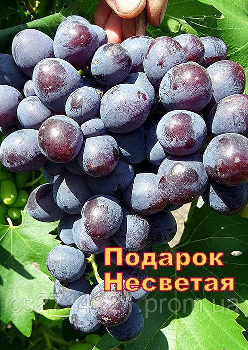 Подарунок Несветая (мускат)