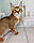 Кішечка Чаузі Ф2 (yellow collar) народжена 12.01.2020 у розпліднику Royal Cats. Україна, Київ, фото 9