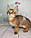 Кішечка Чаузі Ф2 (yellow collar) народжена 12.01.2020 у розпліднику Royal Cats. Україна, Київ, фото 3