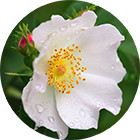 Зображення квітки крапель Баха Wild Rose (Дика Троянда) Зображення Wild Rose