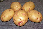 Картопля насіченої Agrico Голландія, сорт Пікассо (середнішній), 2,5 кг, фото 5