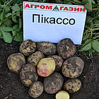 Картопля насіченої Agrico Голландія, сорт Пікассо (середнішній), 2,5 кг, фото 8