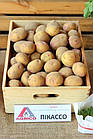 Картопля насіченої Agrico Голландія, сорт Пікассо (середнішній), 2,5 кг, фото 3