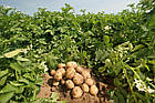 Картопля насіченої Agrico Голландія, сорт Пікассо (середнішній), 2,5 кг, фото 7
