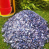 Ау Продюсер насіння кавуна (500 г) Innova Seeds, фото 3