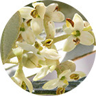 Зображення квітки крапель Баха Olive (Олива) Зображення Olive