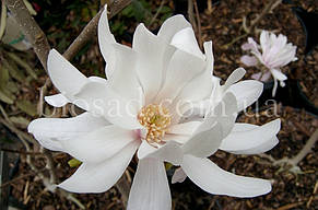 Магнолія Стеллата (Magnolia Stellata), фото 1