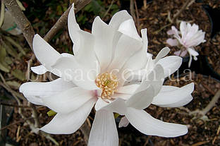 Магнолія Стеллата (Magnolia Stellata)