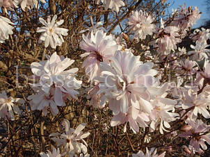 Магнолія Стеллата (Magnolia Stellata), фото 3