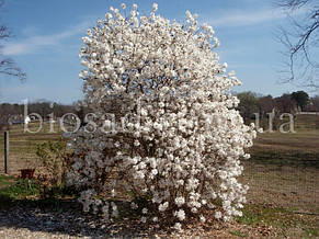 Магнолія Стеллата (Magnolia Stellata), фото 4