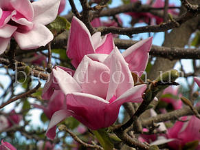 Магнолія Суланжа (Magnolia Soulangeana), фото 2