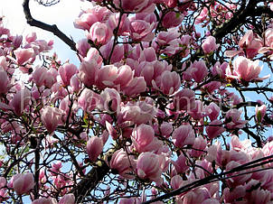 Магнолія Суланжа (Magnolia Soulangeana), фото 2