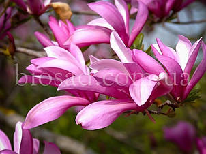 Магнолія Сюзан (Magnolia Susan), фото 1