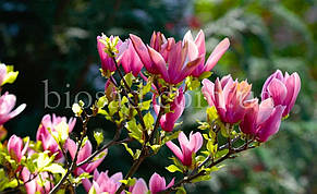 Магнолія Сюзан (Magnolia Susan), фото 2