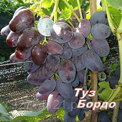 Туз Бордо (Голуб)