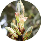 Зображення квітки крапель Баха Chestnut Bud Bach Remedy (Брунька Білої Каштана) Зображення Нирка Каштана Bach Remedy