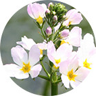 Зображення квітки крапель Баха Water Violet Remedy (Водна Фіалка) Зображення Water Violet Bach Remedy