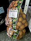 Картопля насіння Agrico Голландія, сорт Мадлен (середнерань), 2,5 кг, фото 2