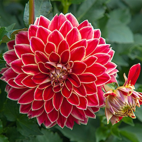 Георгіна (жоржина) високоросла Maxime, полуниці, фото 1