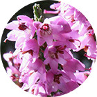 Зображення квітки крапель Баха Heather Remedy (Верес) Зображення Heather Bach Remedy