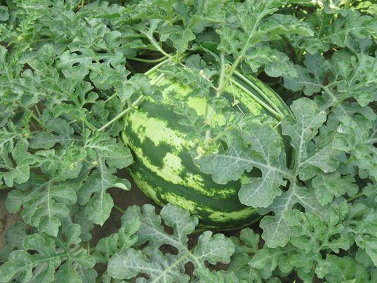 Насіння кавуна Кримсон Світ (500 г) Innova Seeds, фото 1