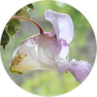 Зображення квітки крапель Баха Impatiens Remedy (Недоторка) Зображення Impatiens Bach Remedy