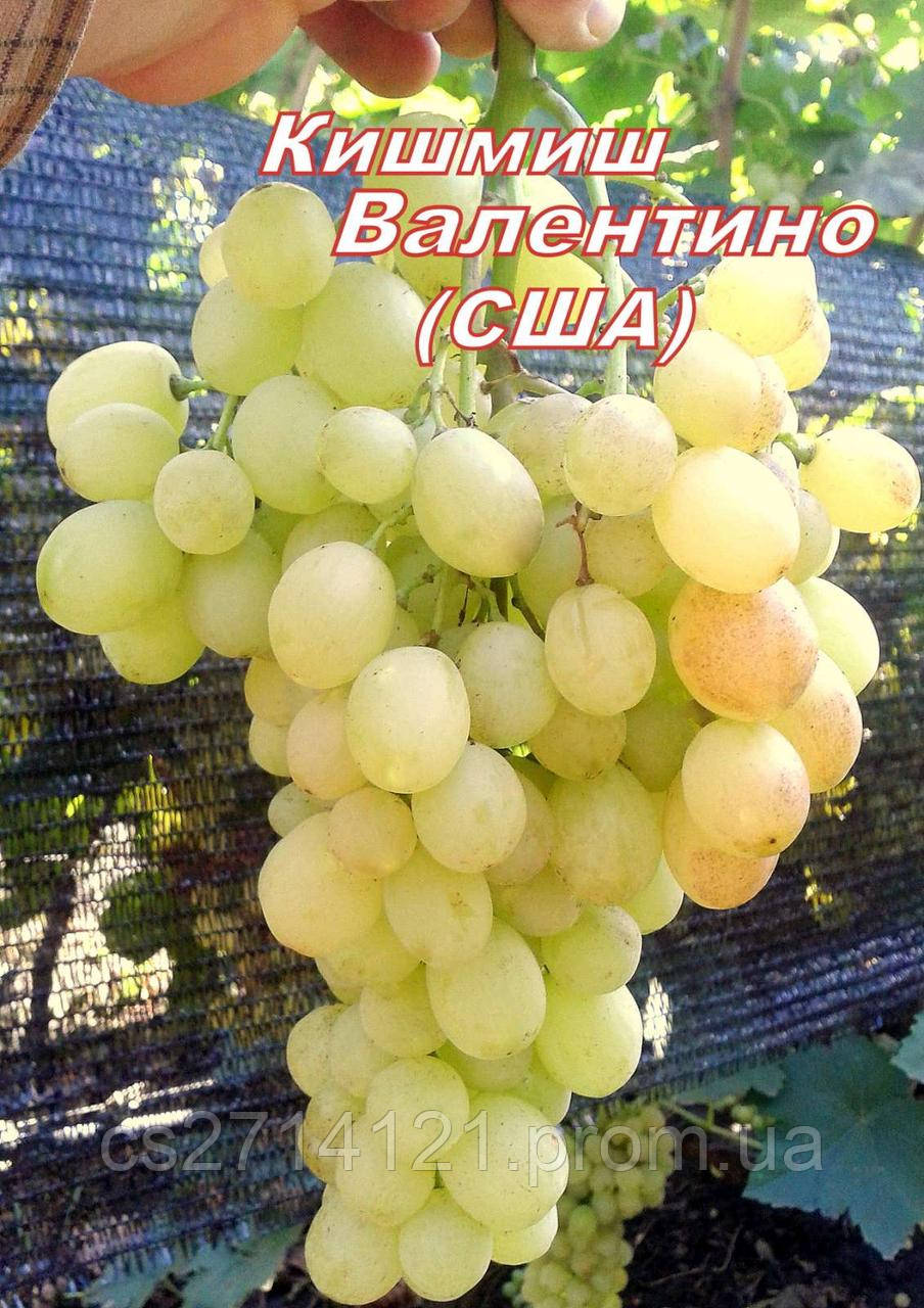 Валентино (кішміш США)