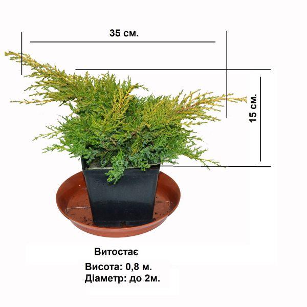 Ялівець Gold Kissen, фото 1