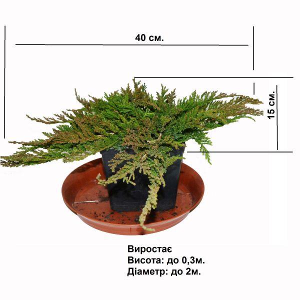 Ялівець Prince of Wales