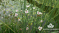 Сусак зонтичный Шнээвэйсшэн(белый) / Butomus umbellatus Schneeweisschen