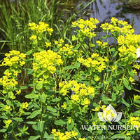 Молочай болотный / Euphorbia palustris