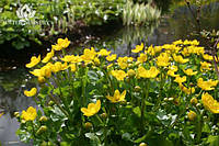 Калюжница болотная / Caltha palustris