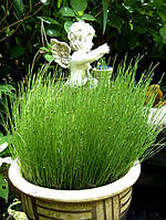 Хвощ камышевидный Вариегата/ Equisetum scirpoides Variegata