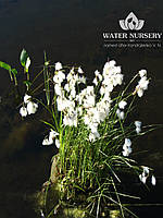 Пушица узколистная / Eriophorum angustifolium