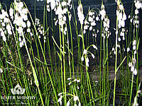 Пушица широколистная / Eriophorum latifolium