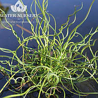 Ситник развесистый Спиралис / Juncus effusus Spiralis