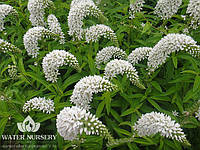 Вербийник конвалійний/Lysimachia clethroides