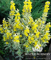 Вербейник точковий Варієгата / Lysimachia punctata Variegata