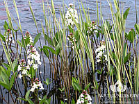 Вахта трехлистная / Menyanthes trifoliata