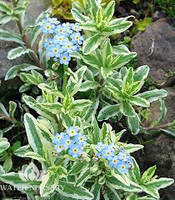 Незабудка болотная Вариегата / Myosotis palustris Variegata