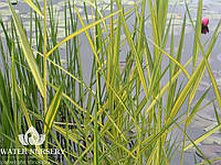 Тростник австралийский Вариегатус / Phragmites australis Variegatus