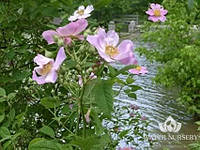 Шиповник болотный / Rosa palustris