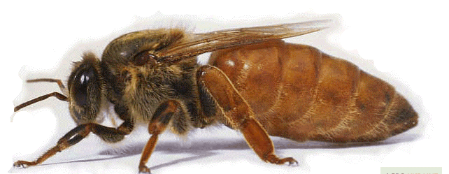 Бджоло матки породи Бакфаст VSH B834 (PJ) aml.19 I12 (JtB) варорезистентні першої репродукції F1.
