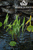 Стрелолист обыкновенный / Sagittaria sagittifolia ІІ