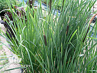Рогіз широколистий / Typha latifolia
