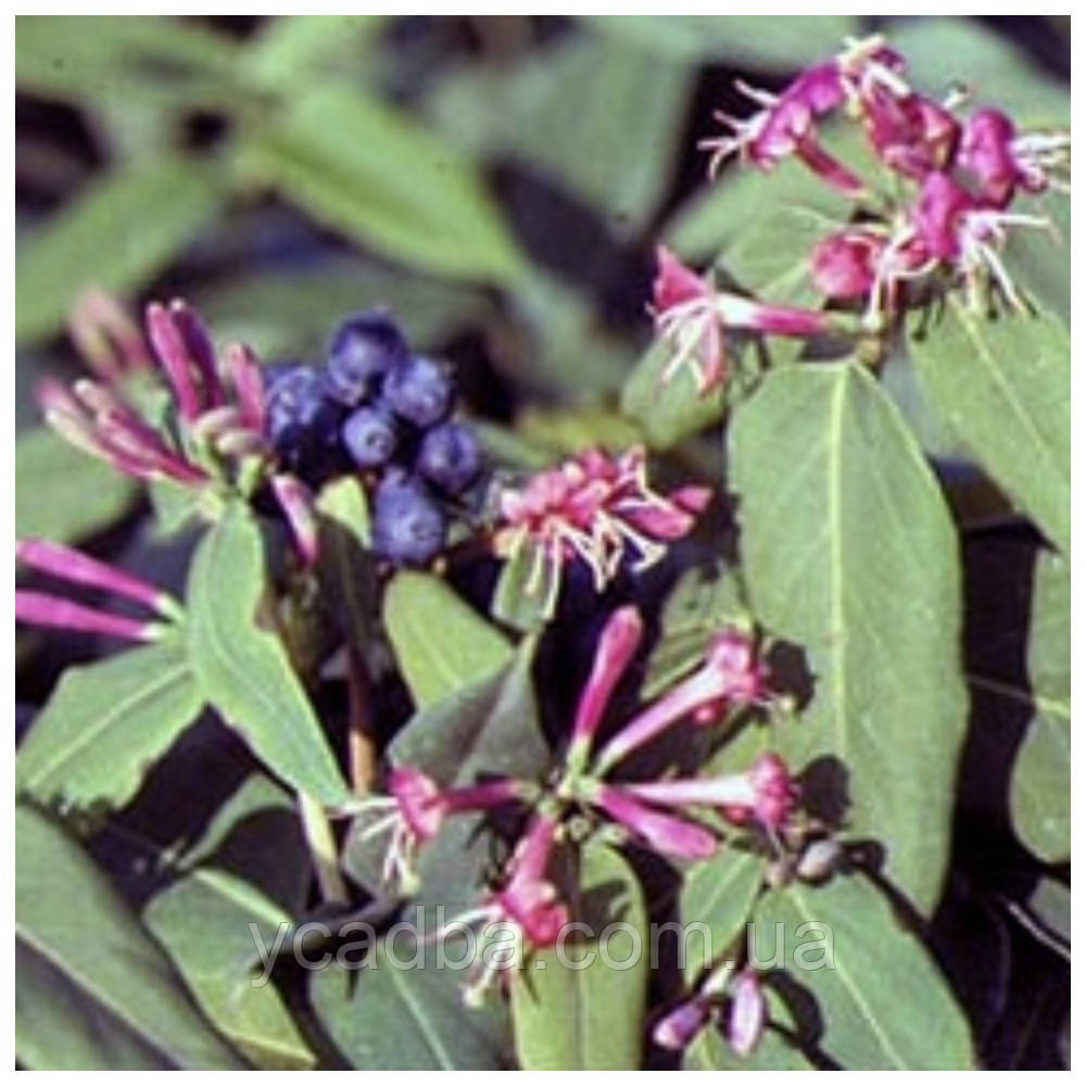 Жимолость  Генрі Lonicera henryi (горщик 0,5л)