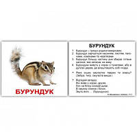 Дикі тварини  МІНІ 10*8 см УКР