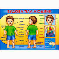 Будова тіла людини (47х67 см крейдований папір)