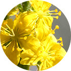 Зображення квітки крапель Баха Agrimony Remedy (Реп'ях, Парило) Зображення Agrimony Bach Remedy
