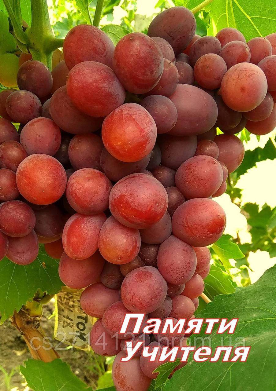 Пам'яті Вчителя (мускат)